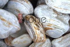 Riviera-sari-beyaz-peyzaj-tamburlu-dogaltas-akvaryumtasi-riviera-pebbles-supplier-turkey-producer-exporter-rocks-riviera-kiese-gerundet-lieferant-tuerkei-iz